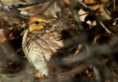 Northern Bobwhite 03 Wellfleet Audubon Center