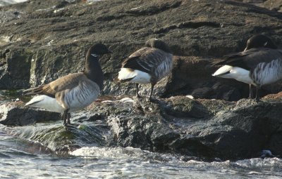 Brandt at Nahant Ma 01