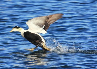 Common Eider chased by Loon in Rockport Harbor
