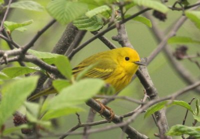 Yellow Warbler 07 at Burrage Pond WMA Halifax