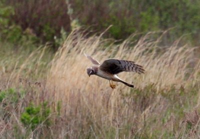 Northern Harrier hovering at Burrage Pond WMA