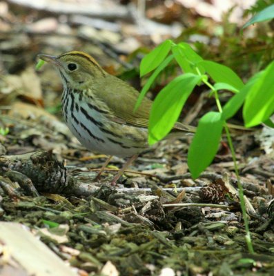 Ovenbird in Dell at Mt Auburn Cem