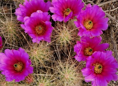 Big Bend NP Cactus Blossoms 04