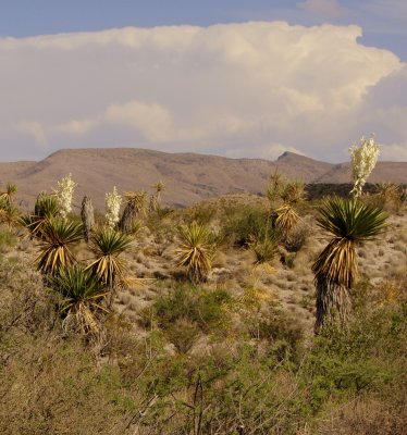 Big Bend NP Cactus Blossoms 03