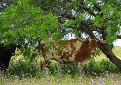 King Ranch Longhorn 01