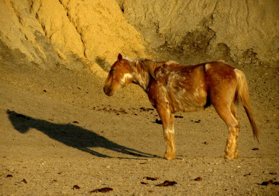 Terlingua Horse Shadow