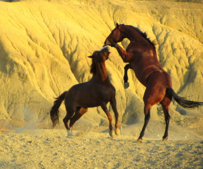 Terlingua horseplay 01