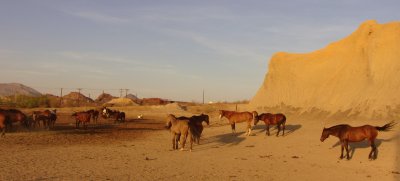 Terlingua horses 02