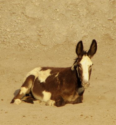 Terlingua burro