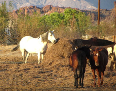 Terlingua White Horse at Hay