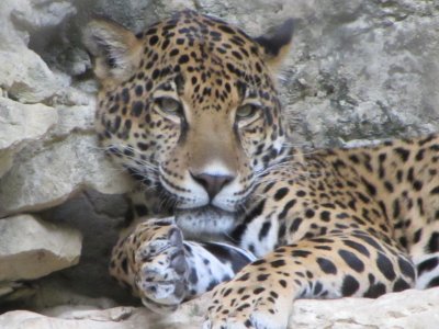 Leopard in San Antonio Zoo