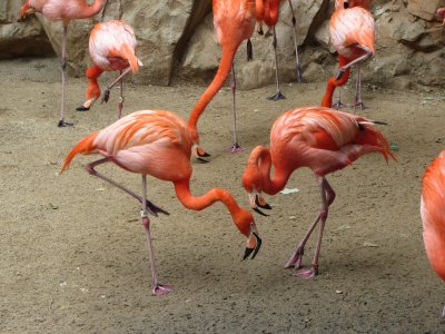 Flamingos at San Antonio Zoo