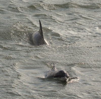 Aransas Bay Bottlenosed Dolphins 01