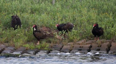 Aransas Bay Turkey Vultures 01