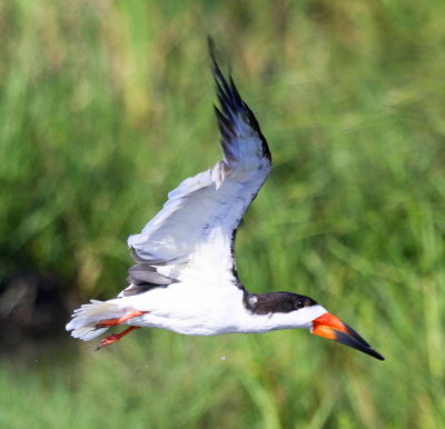 South Padre Island Black Skimmer 04