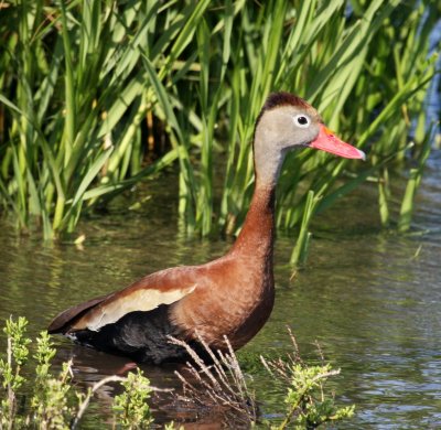 South Padre Island Black-bellied Whistling Duck