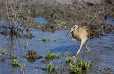 South Padre Island Clapper Rail 01
