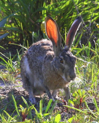 South Padre Island Jack Rabbit 02