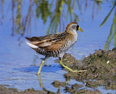 South Padre Island Sora 02