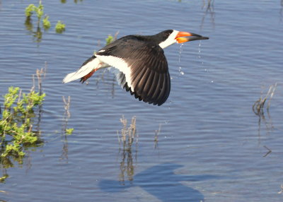 South Padre Island Black Skimmer 03