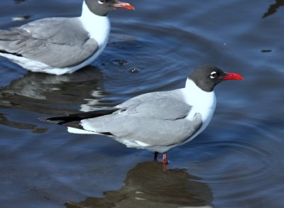 South Padre Island Laughing Gull 01