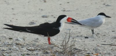 Aransas Bay Black Skimmer with Gull-billed Tern 01