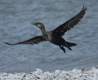 Aransas Bay Neotropic Cormorant 02