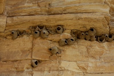 Big Bend Cliff Swallow Nests