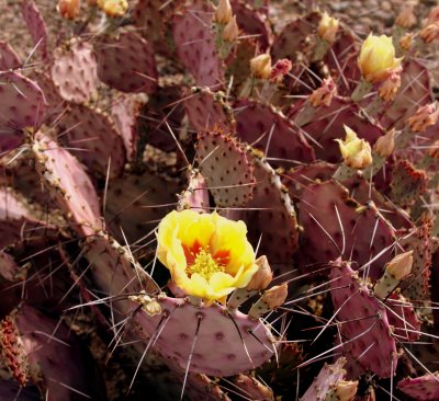 Big Bend NP Purple Cactus