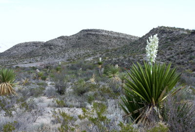 Big Bend NP view 24