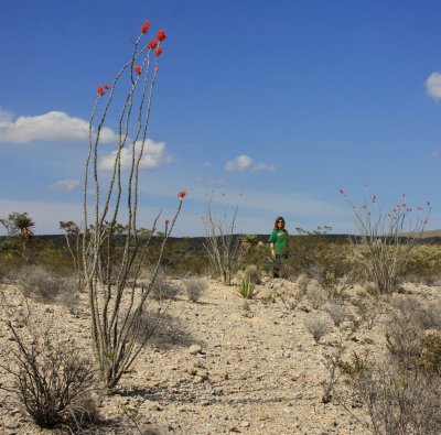 Big Bend NP view 31