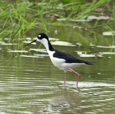 Santa Ana NWR Black-necked Stilt