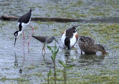 Santa Ana NWR Feeding in Shallows