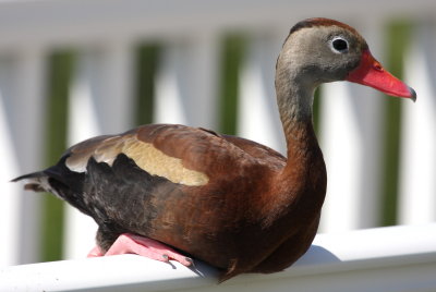 South Padre Island Black-bellied Whistling Duck 02