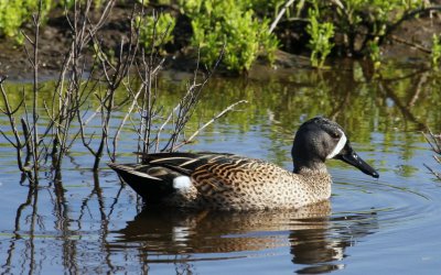 South Padre Island Blue-winged Teal 01