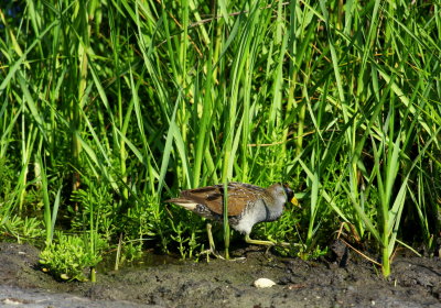 South Padre Island Sora 03