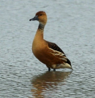 Santa Ana NWR Fulvous Whistling-Duck 02