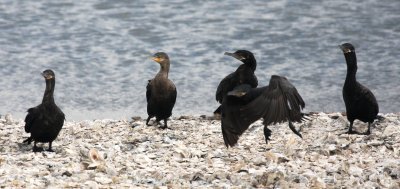 Aransas Bay Neotropic Cormorants 01
