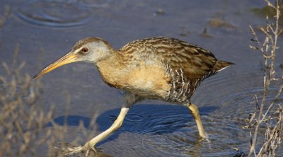 South Padre Island Clapper Rail 02