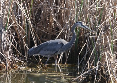 South Padre Island Great Blue Heron 01