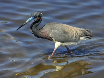 South Padre Island Tricolored Heron 02