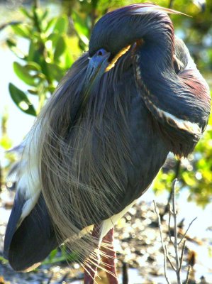 South Padre Island Tricolored Heron 06