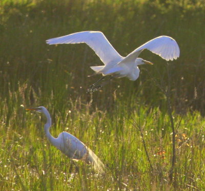 Great Egret at Burrage Pond WMA late afternoon