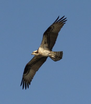 Osprey at Burrage Pond WMA