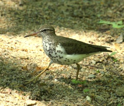 Spotted Sandpiper at Sudbury River in Wayland Ma