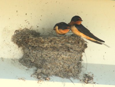 Barn Swallows Plum Island maintenance building nest 01