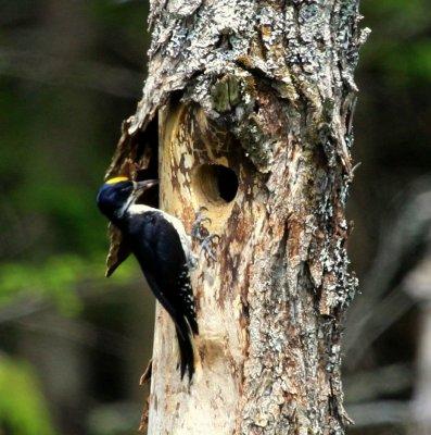 Black-backed Woodpecker 01 at Pondicherry WR