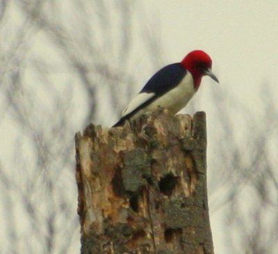 Red-headed Woodpecker NE Biolab wetlands Ipswich Ma 01a