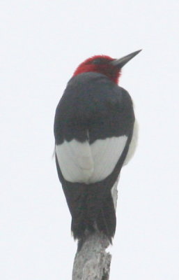 Red-headed Woodpecker NE Biolab wetlands Ipswich Ma 05