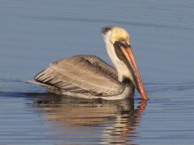 Brown Pelican 03